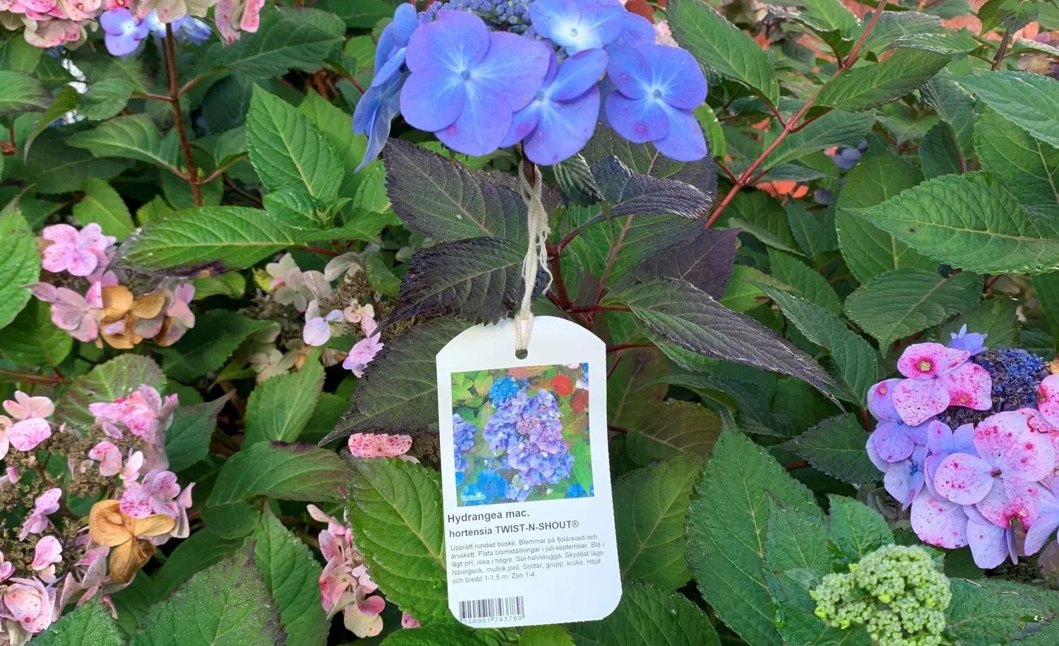Hängetikett på Hydrangea