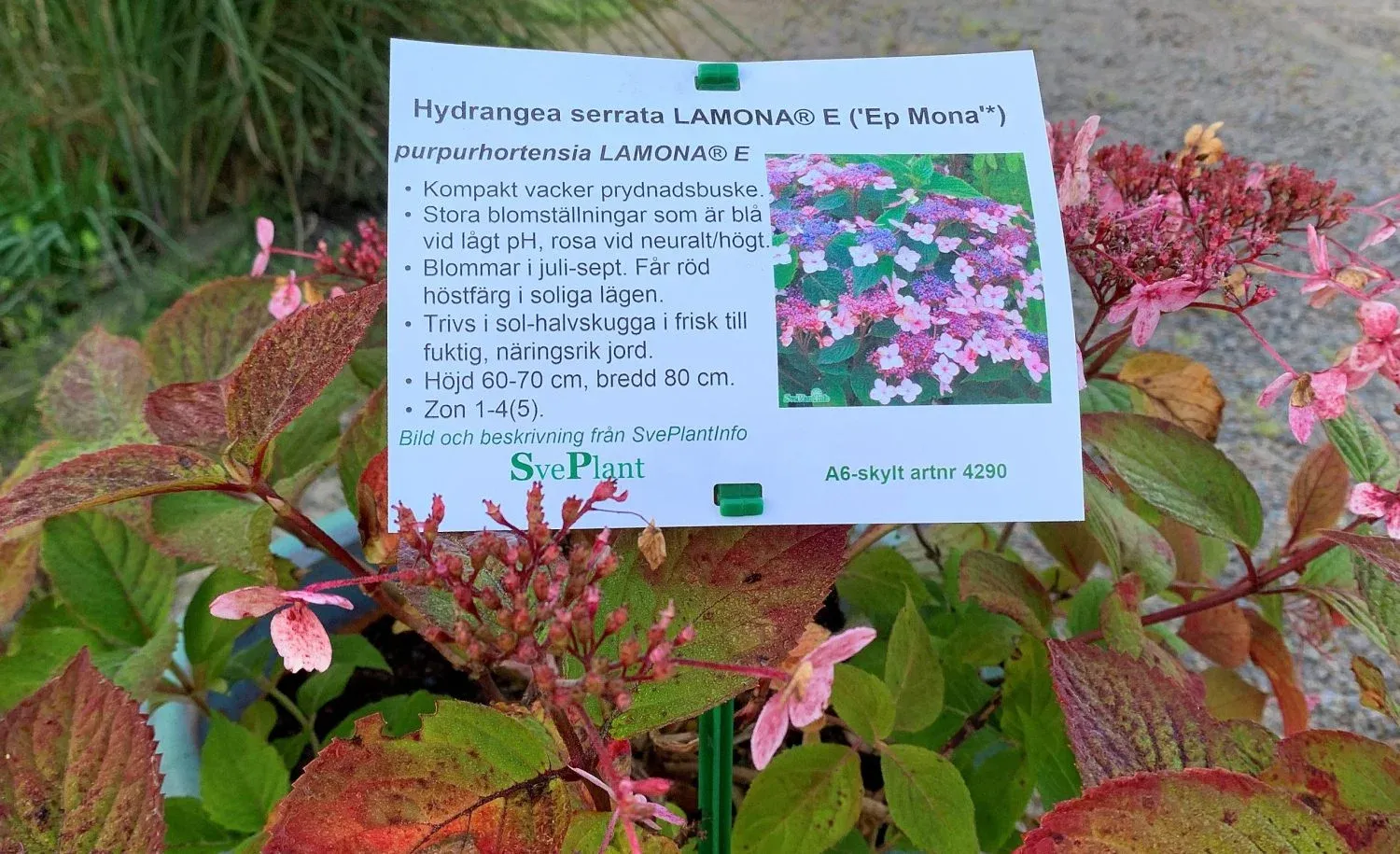 Skylt med Hydrangea i butik