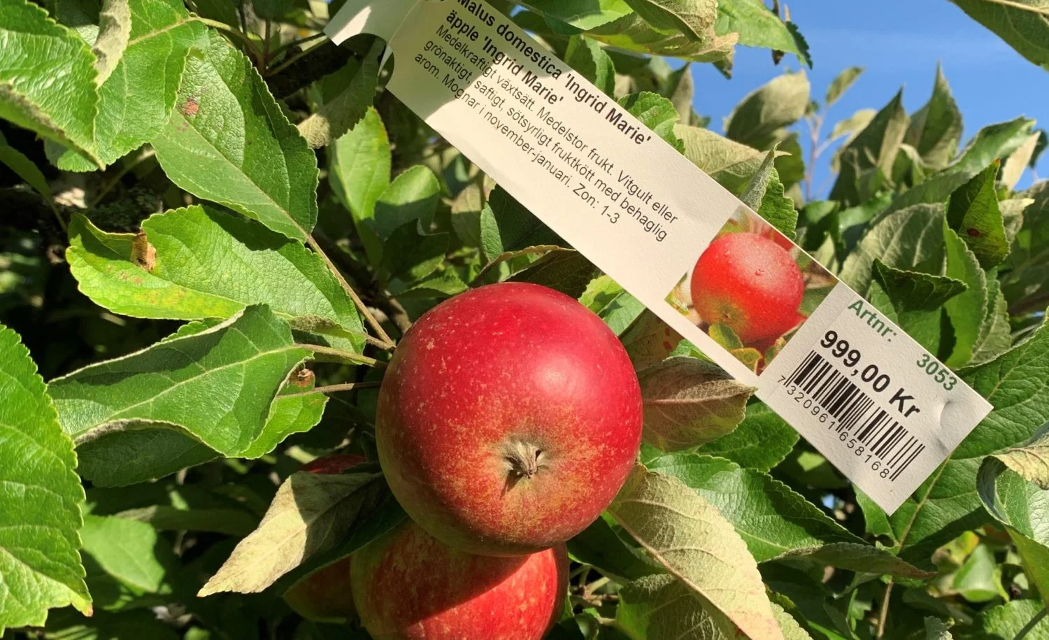 Ögle äpple – ögleetikett på äppelträd